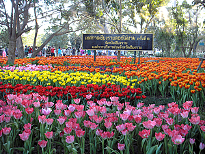 6th Chiang Rai Flowers Festival